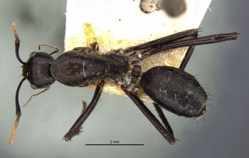 Media type: image;   Entomology 22948 Aspect: habitus dorsal view